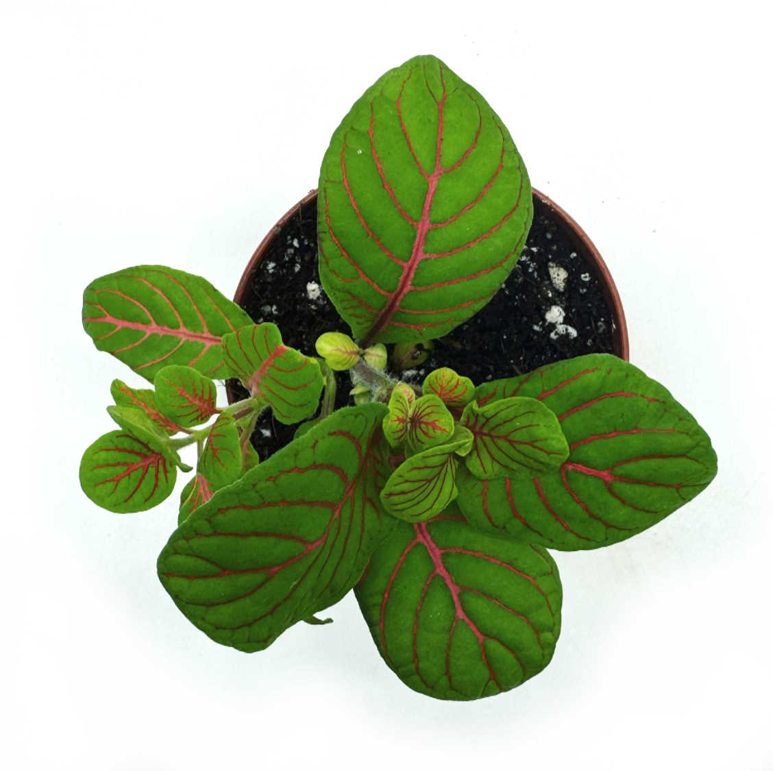Fittonia albivenis 'Bubble Green' | ehem. verschaffeltii | Mosaikpflanze