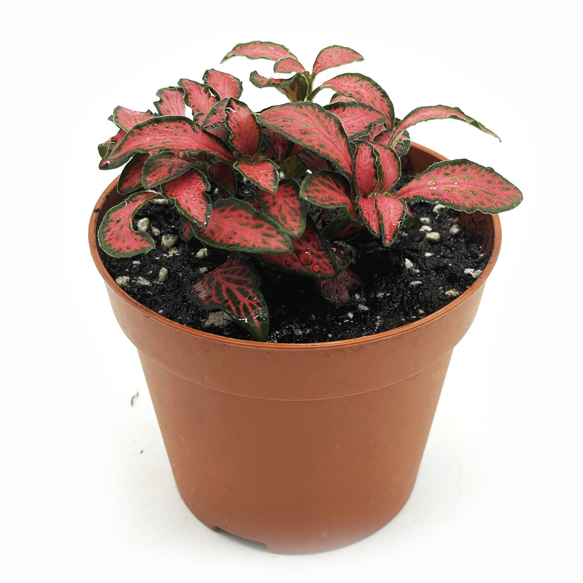 Fittonia albivenis 'Forest Flame' | ehem. verschaffeltii | Mosaikpflanze