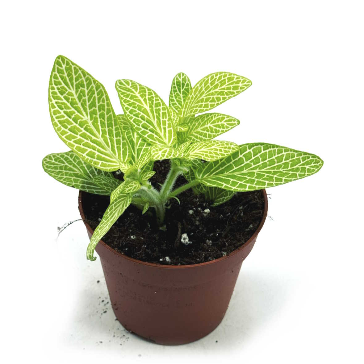 Fittonia albivenis 'Mini Lemon' | ehem. verschaffeltii | Mosaikpflanze