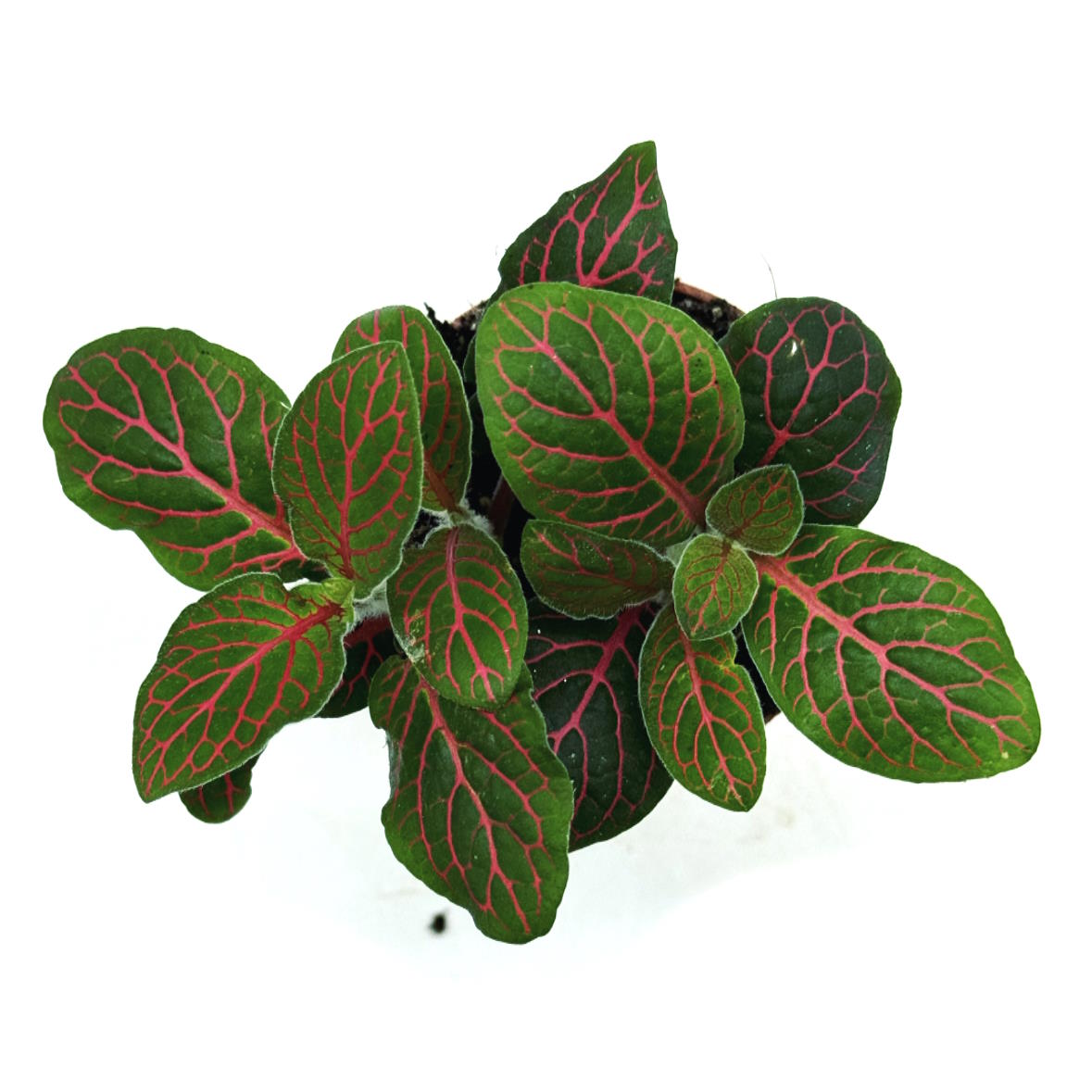 Fittonia albivenis 'Mini Red Star' | ehem. verschaffeltii | Mosaikpflanze