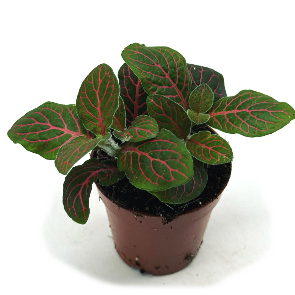 Fittonia albivenis 'Mini Red Star' | ehem. verschaffeltii | Mosaikpflanze