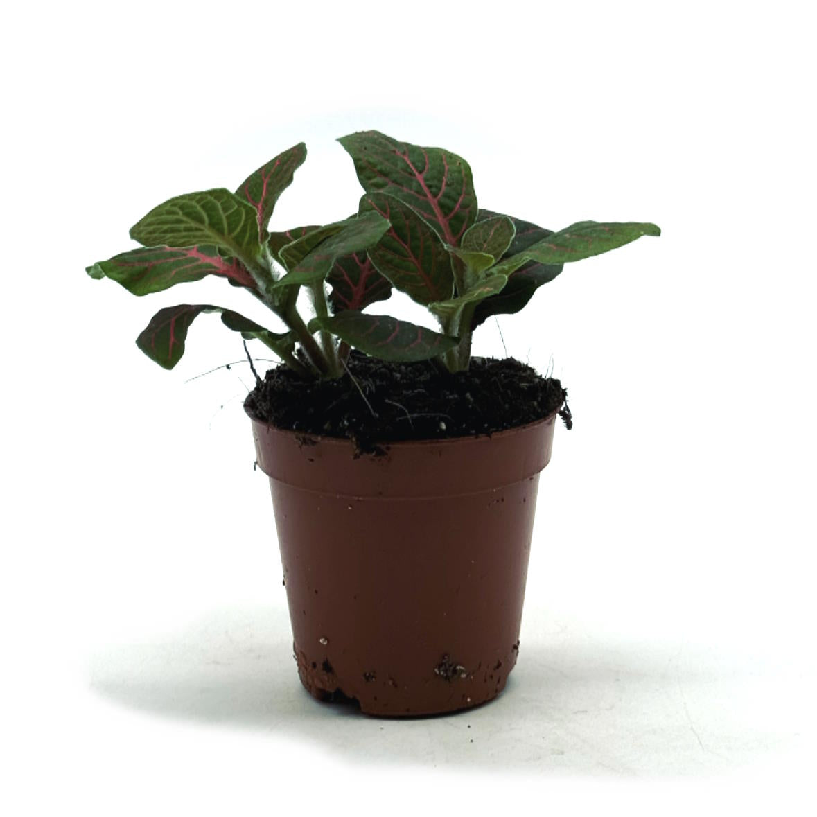 Fittonia albivenis 'Mini Red Star' | ehem. verschaffeltii | Mosaikpflanze