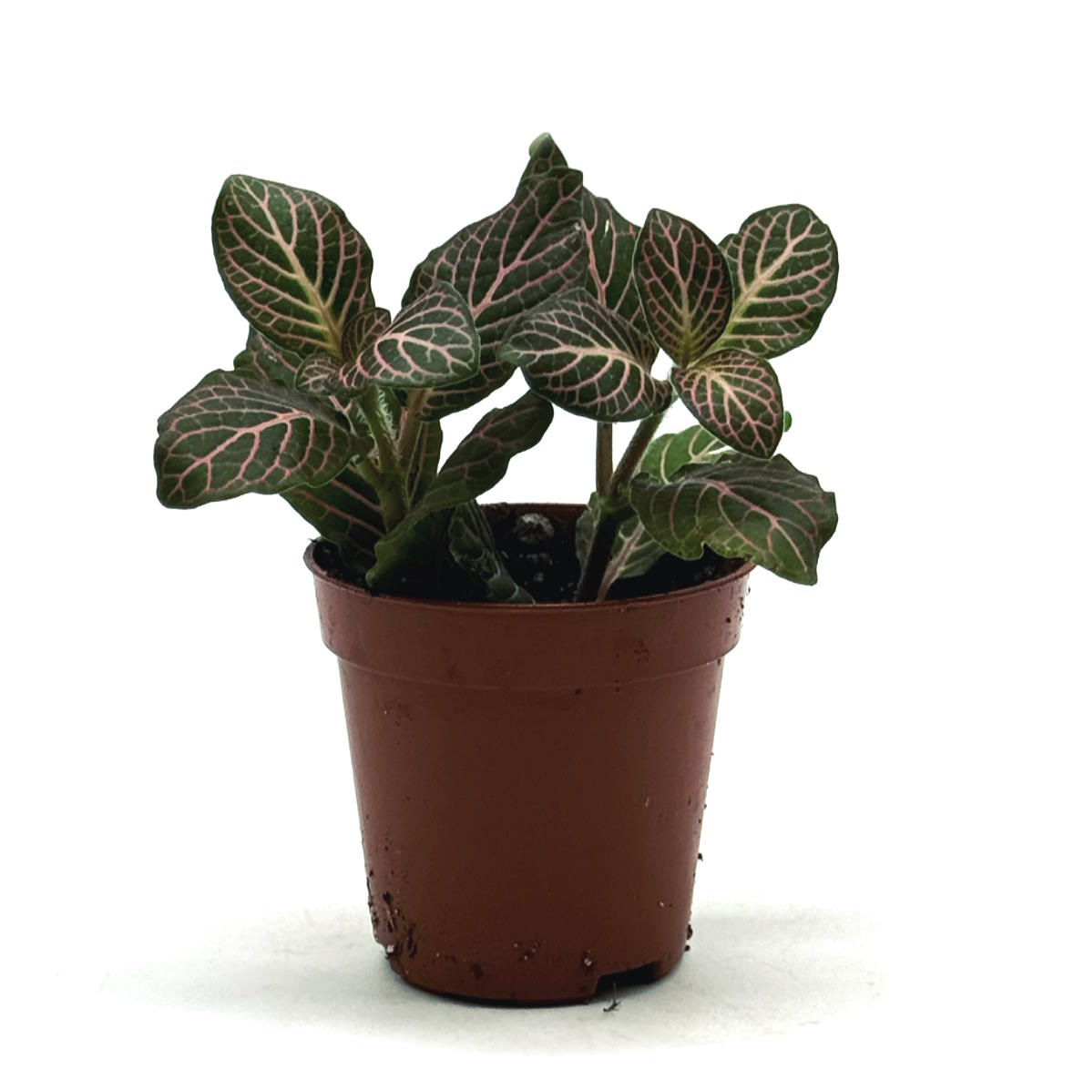 Fittonia albivenis 'Mini Roze' | ehem. verschaffeltii | Mosaikpflanze