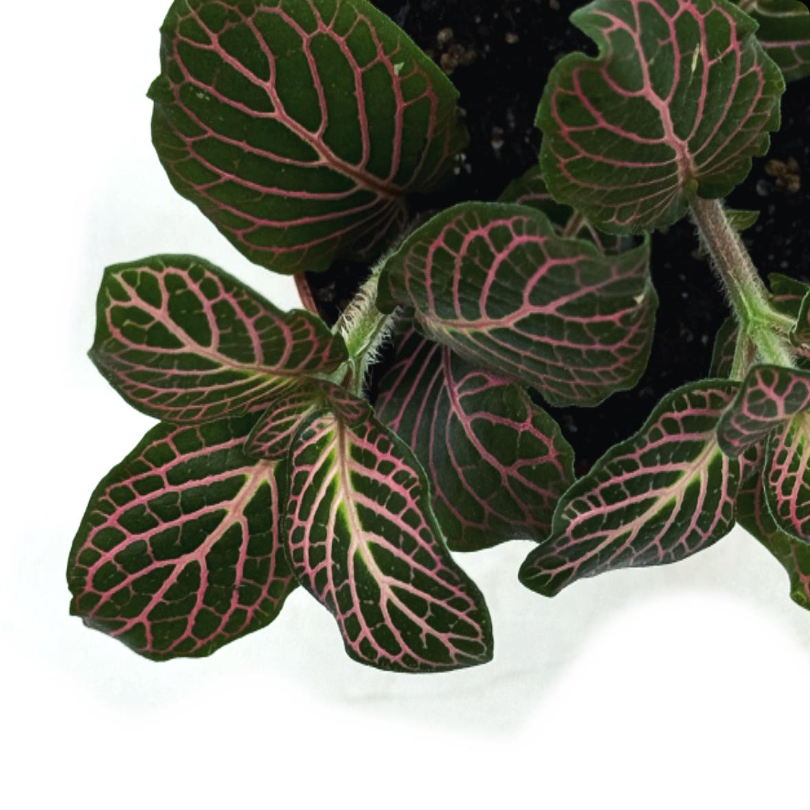 Fittonia albivenis 'Mini Roze' | ehem. verschaffeltii | Mosaikpflanze