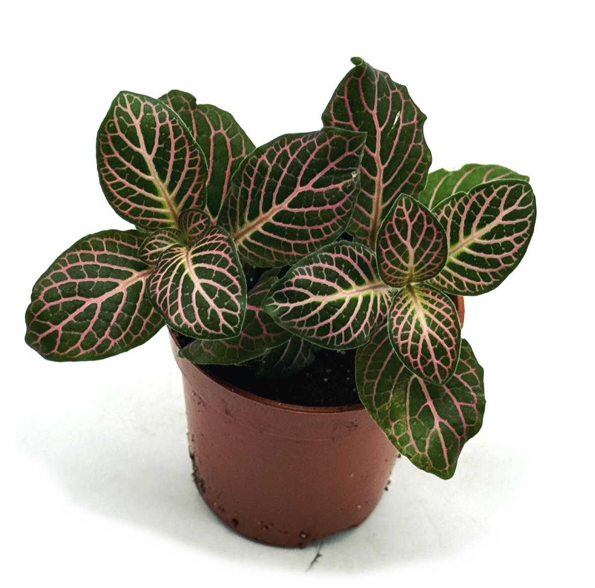 Fittonia albivenis 'Mini Roze' | ehem. verschaffeltii | Mosaikpflanze