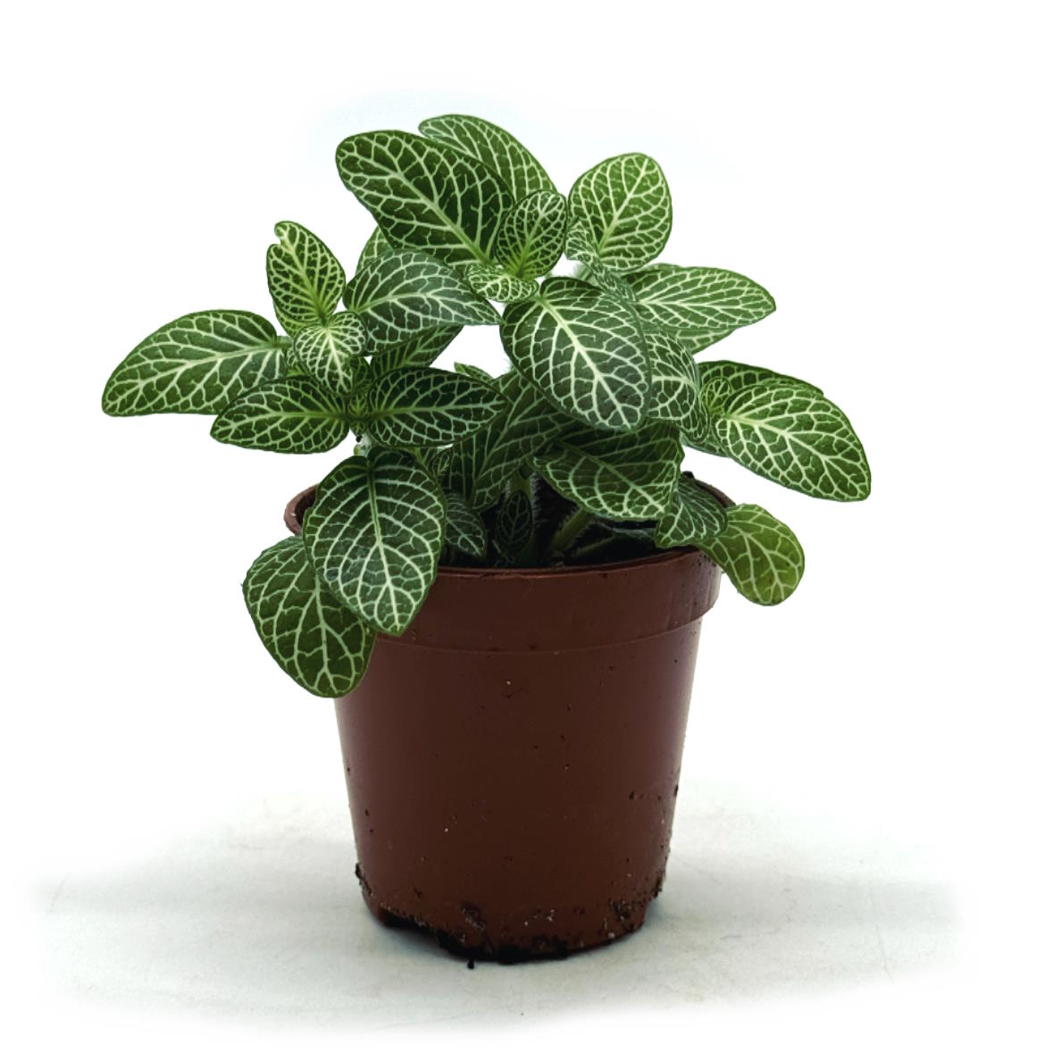 Fittonia albivenis 'Mini White' | ehem. verschaffeltii | Mosaikpflanze