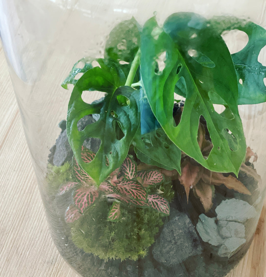 Flaschengarten ‚Monstera‘ DIY-Set – pflanzen-im-glas.de