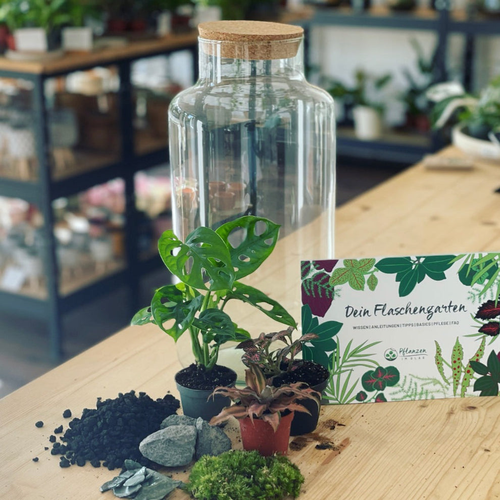 Flaschengarten ‚Monstera‘ DIY-Set – pflanzen-im-glas.de