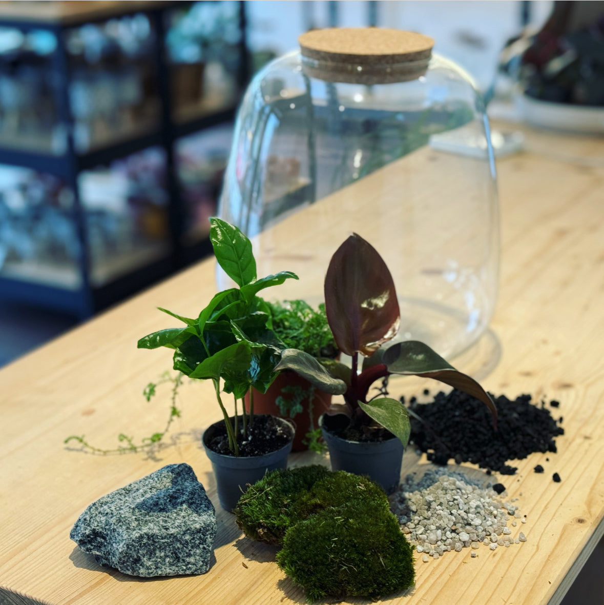 Flaschengarten ‚Großer Urwald - Red Heart‘ - DIY-Set – pflanzen-im-glas.de