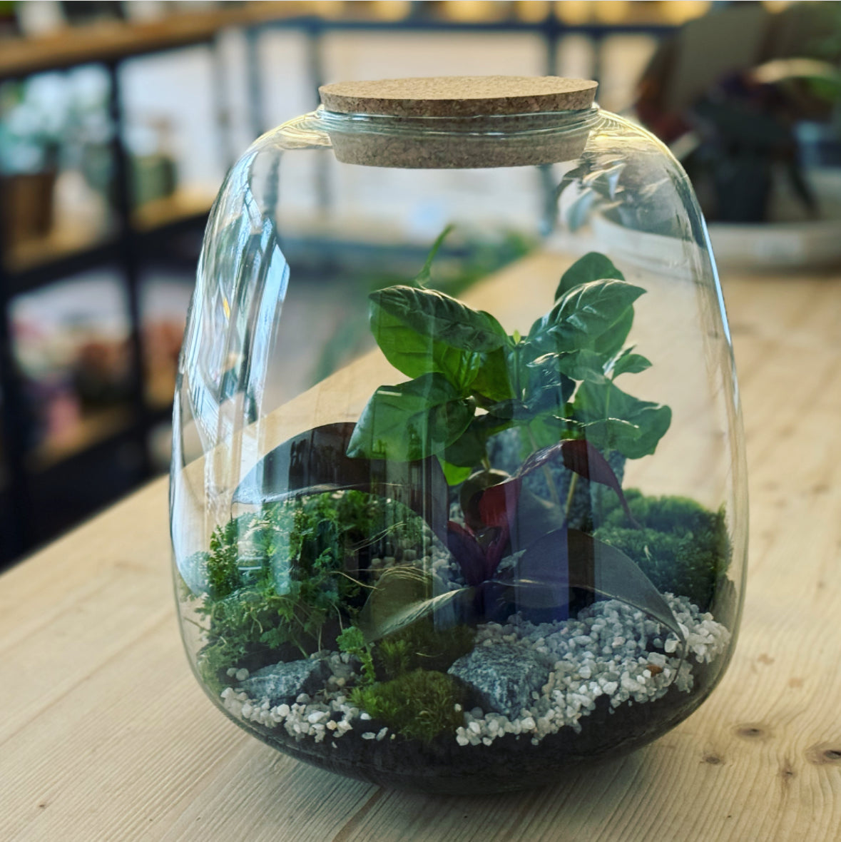 Flaschengarten ‚Großer Urwald - Red Heart‘ - DIY-Set – pflanzen-im-glas.de
