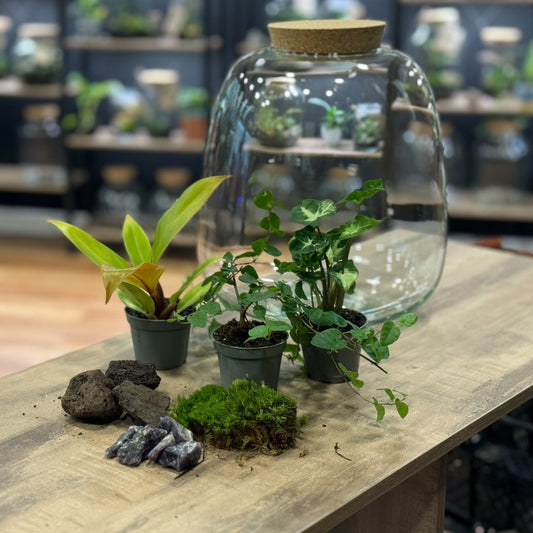 Flaschengarten DIY Set No31 - Philodendron 'Prince of Orange' x Ficus pumila x Syngonium 'Pixie'