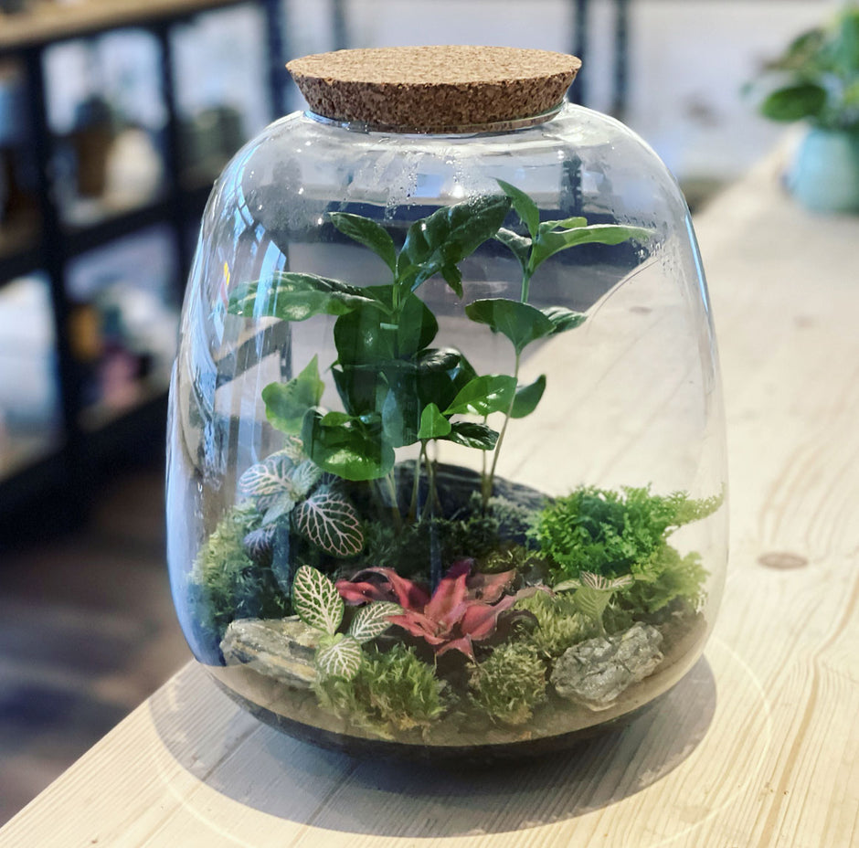Pflanzen im Glas der Flaschengarten Shop! pflanzenimglas.de