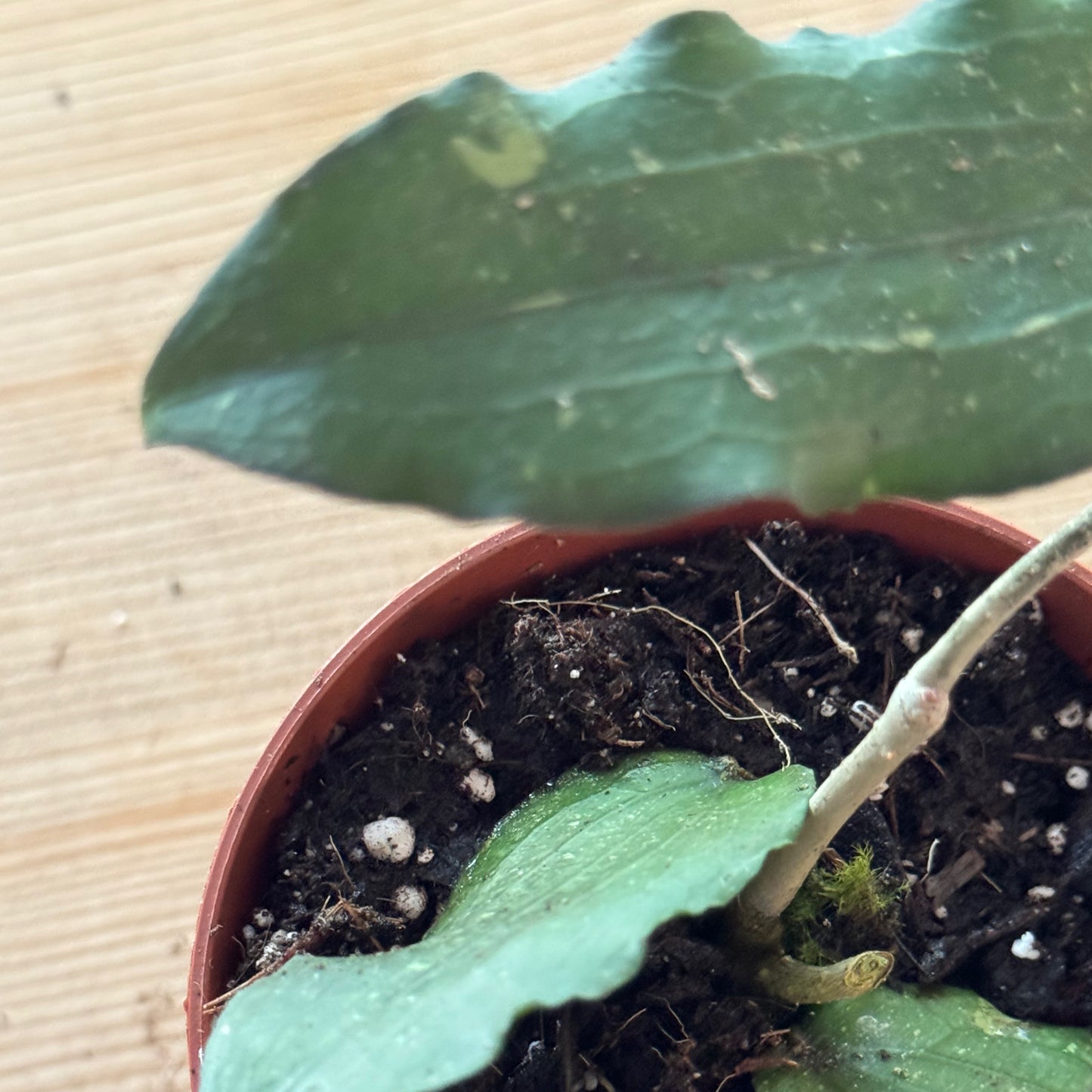 Hoya erythrina