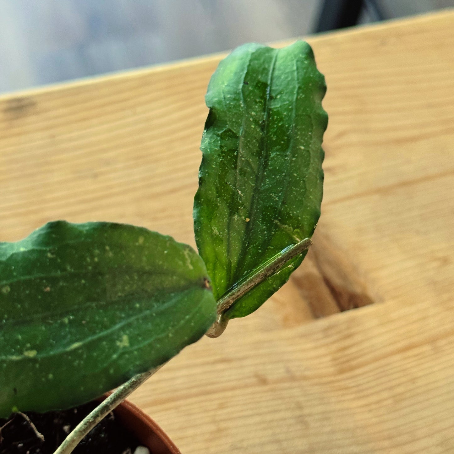 Hoya erythrina