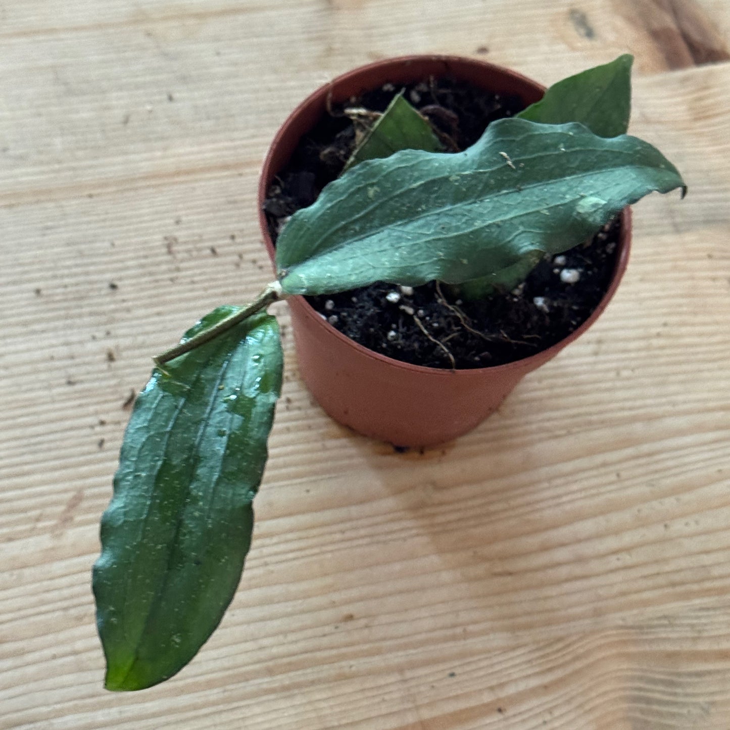 Hoya erythrina