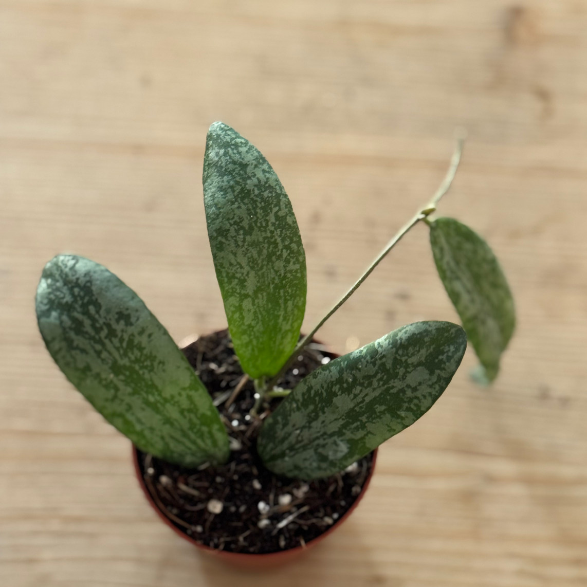 hoya sigillatis 'Silver'