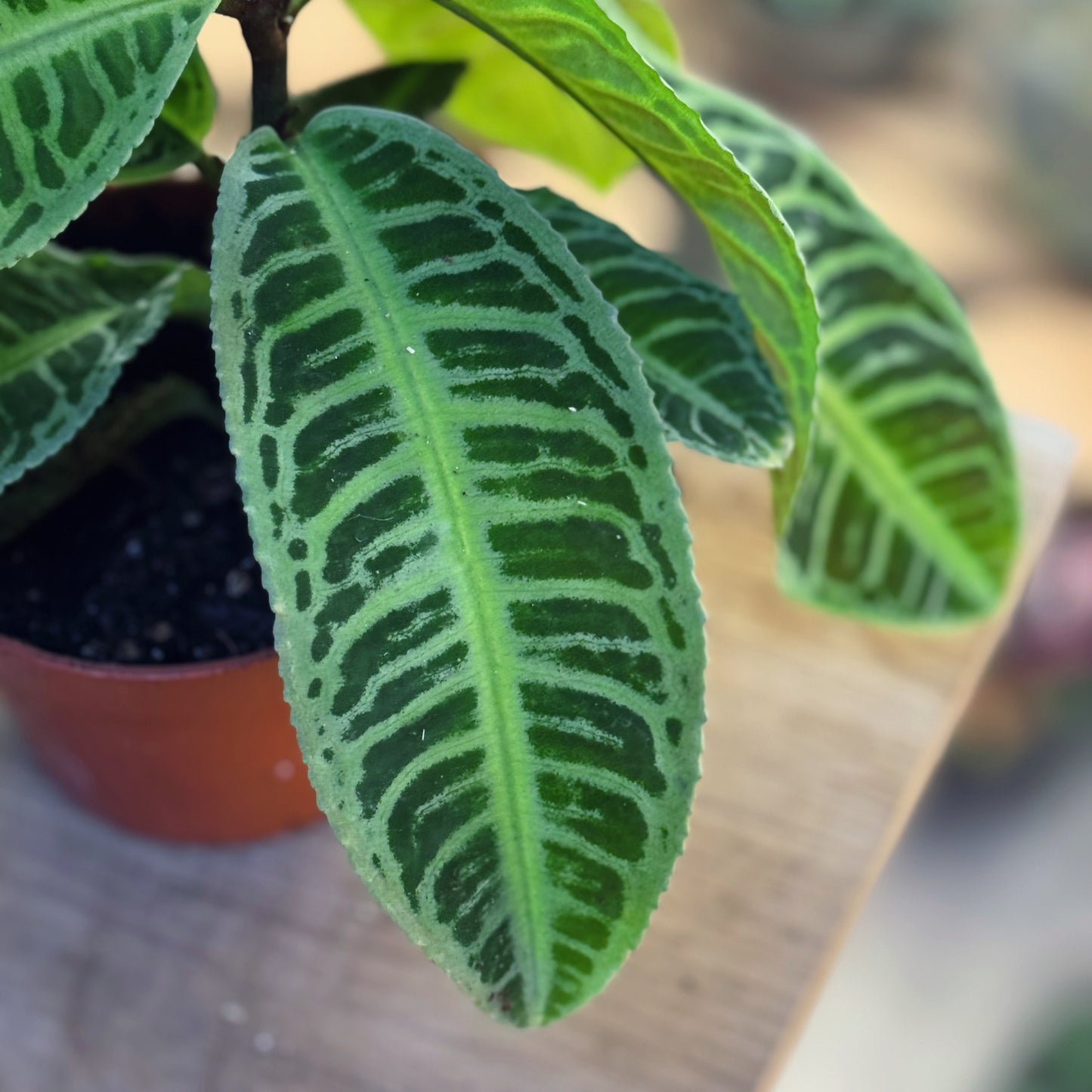 Labisia sp. 'Japonica' | Zier-Labisia | 'Jewel Plant'