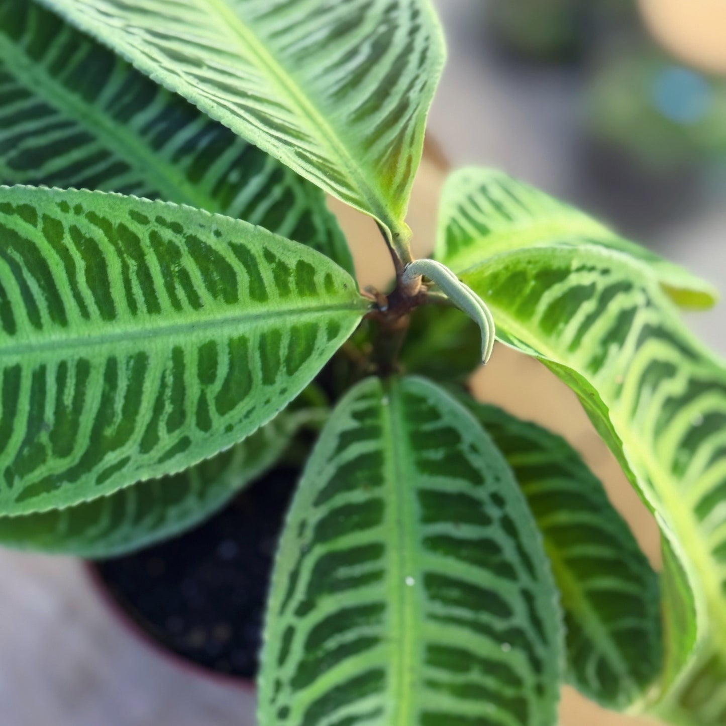 Labisia sp. 'Japonica' | Zier-Labisia | 'Jewel Plant'