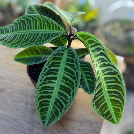 Labisia sp. 'Japonica' | Zier-Labisia | 'Jewel Plant'