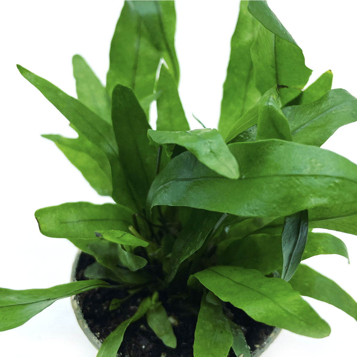 Microsorum pteropus | Javafarn – pflanzen-im-glas.de