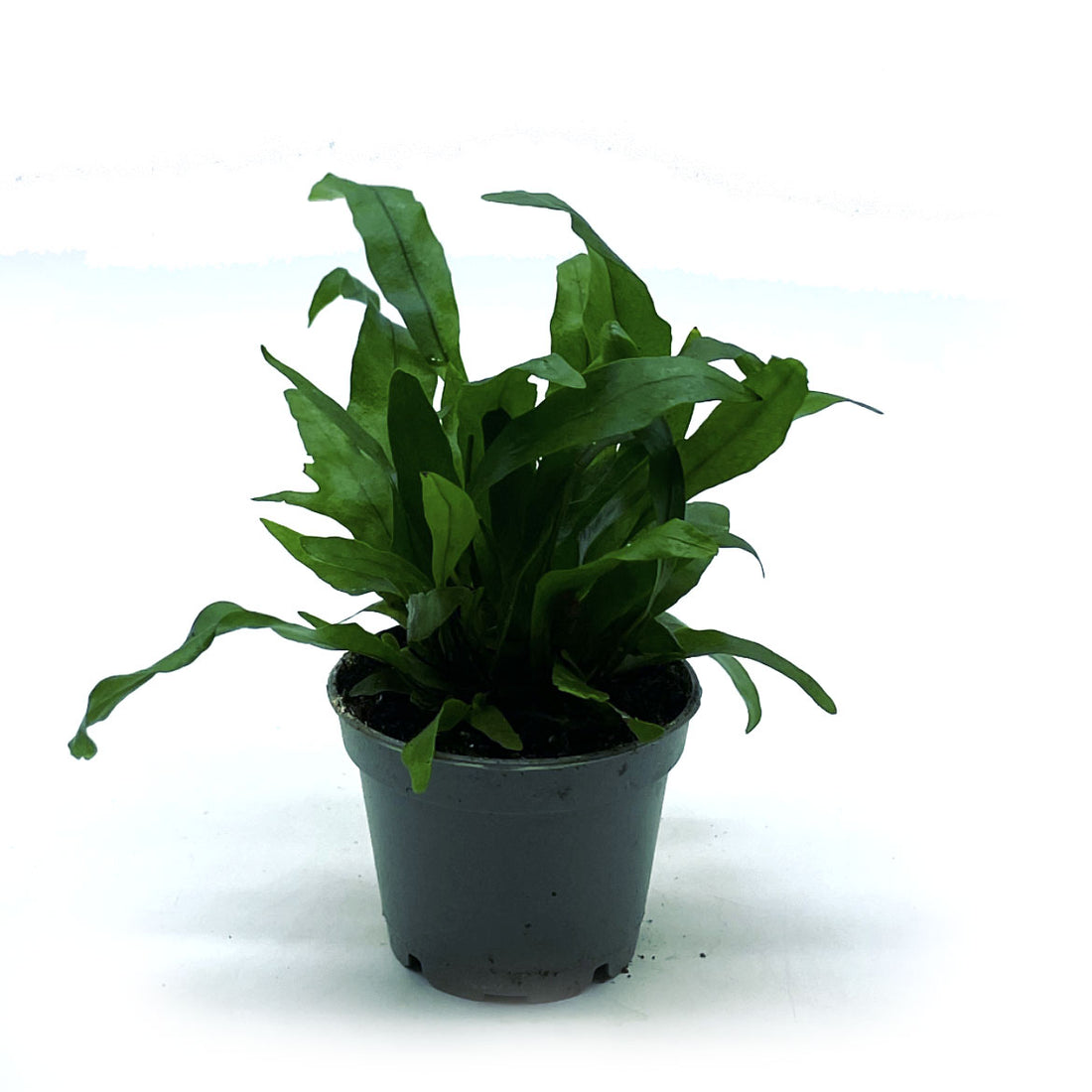 Microsorum pteropus | Javafarn – pflanzen-im-glas.de