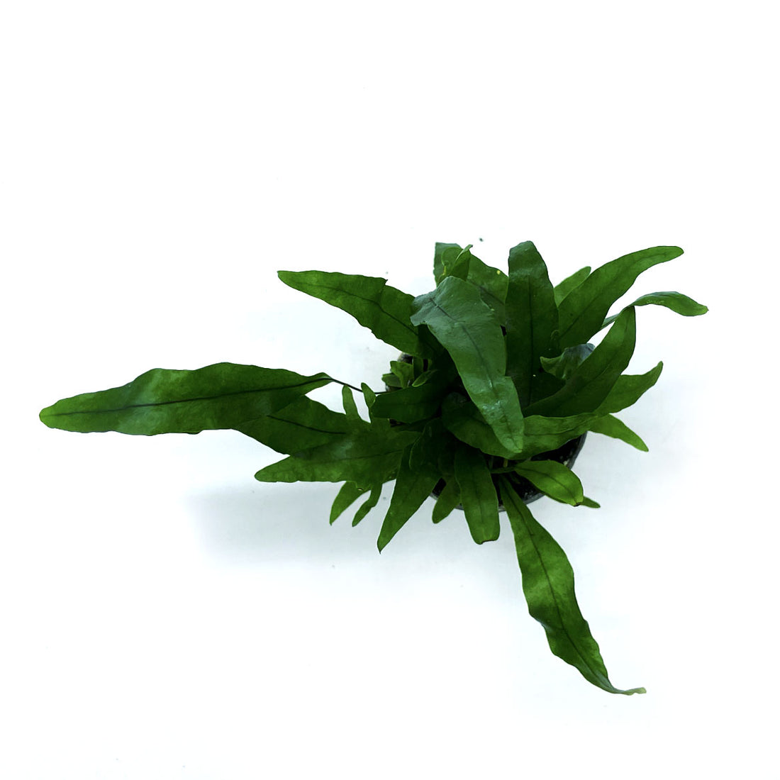 Microsorum pteropus | Javafarn – pflanzen-im-glas.de