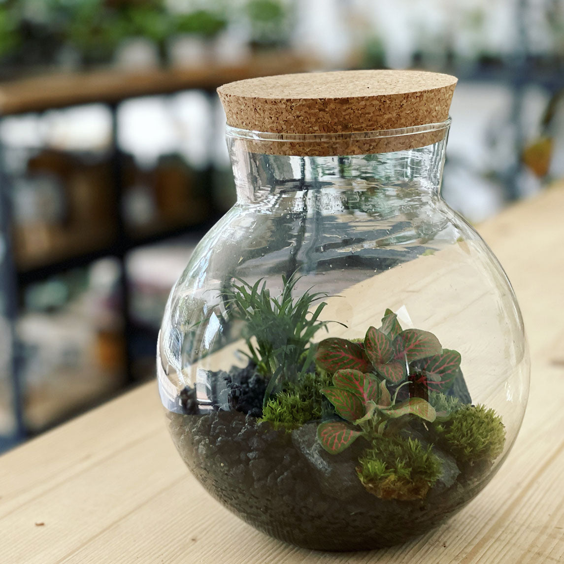 Flaschengarten ‚Plant Bowl Klein‘ - DIY-Set