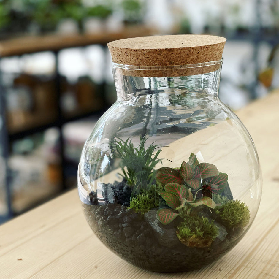 Flaschengarten anlegen – pflanzen-im-glas.de