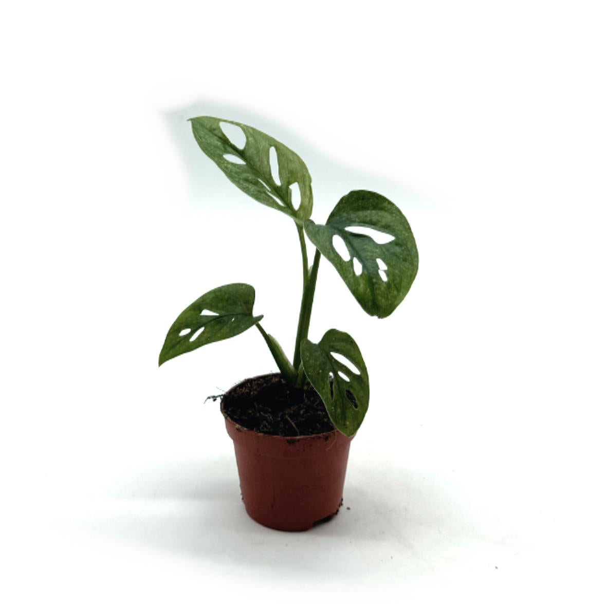 Monstera adansonii 'Mint' | Schiefes Fensterblatt