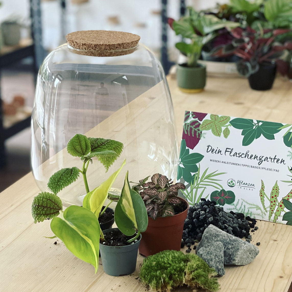 Flaschengarten ‚Großer Urwald - Philodendron‘ - DIY-Set – pflanzen-im ...