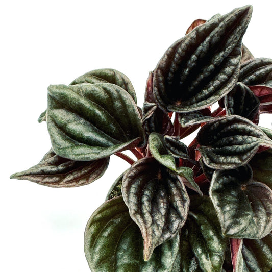 Peperomia caperata 'Montevideo' | Zierpfeffer (Kopie)