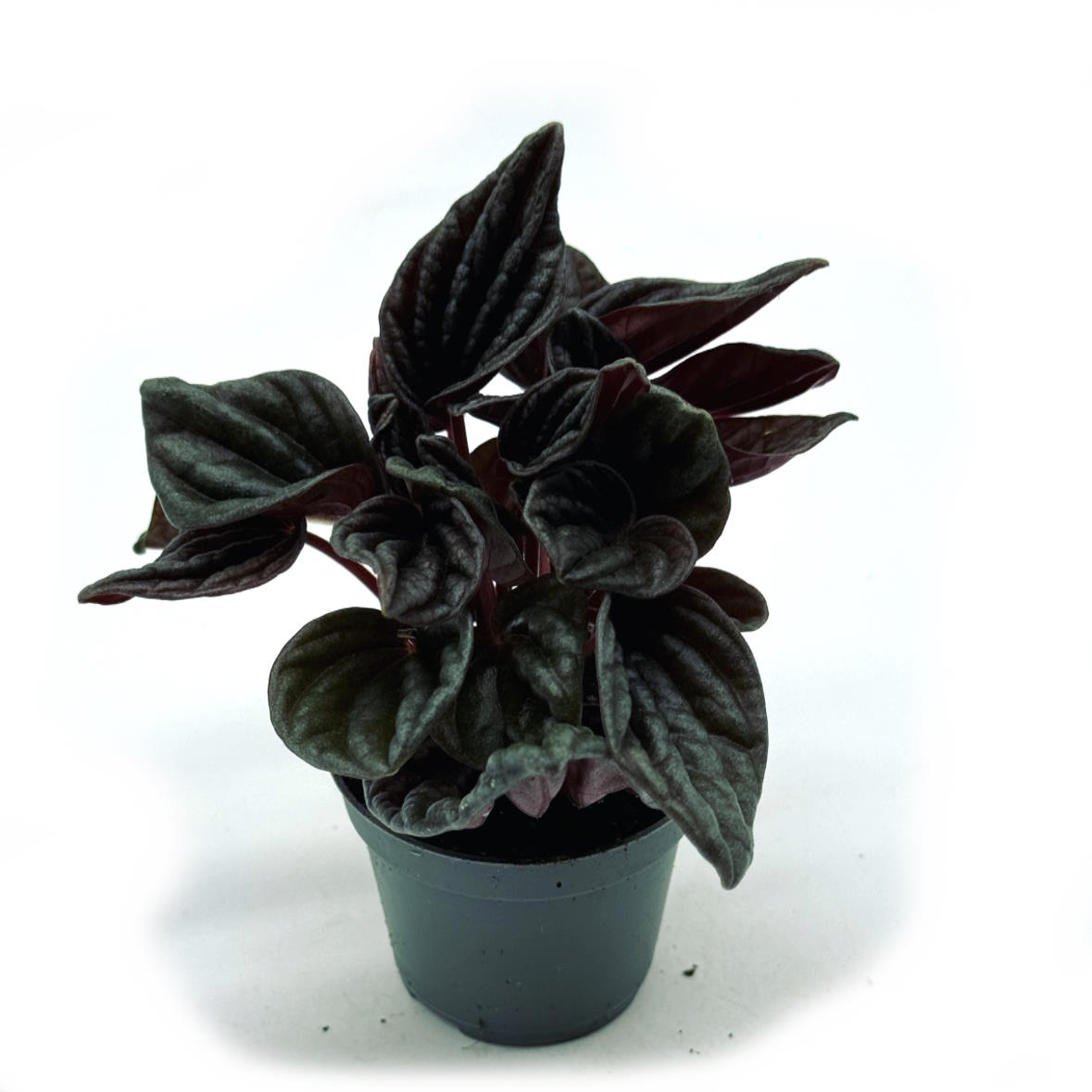 Peperomia caperata 'Montevideo' | Zierpfeffer (Kopie)