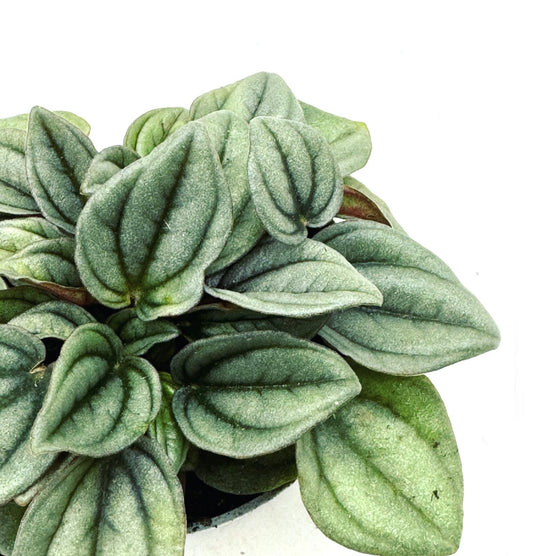 Peperomia caperata 'Napoli Nights' | Zierpfeffer