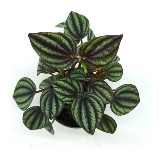 Peperomia albovittata 'Piccolo Banda' | Zierpfeffer