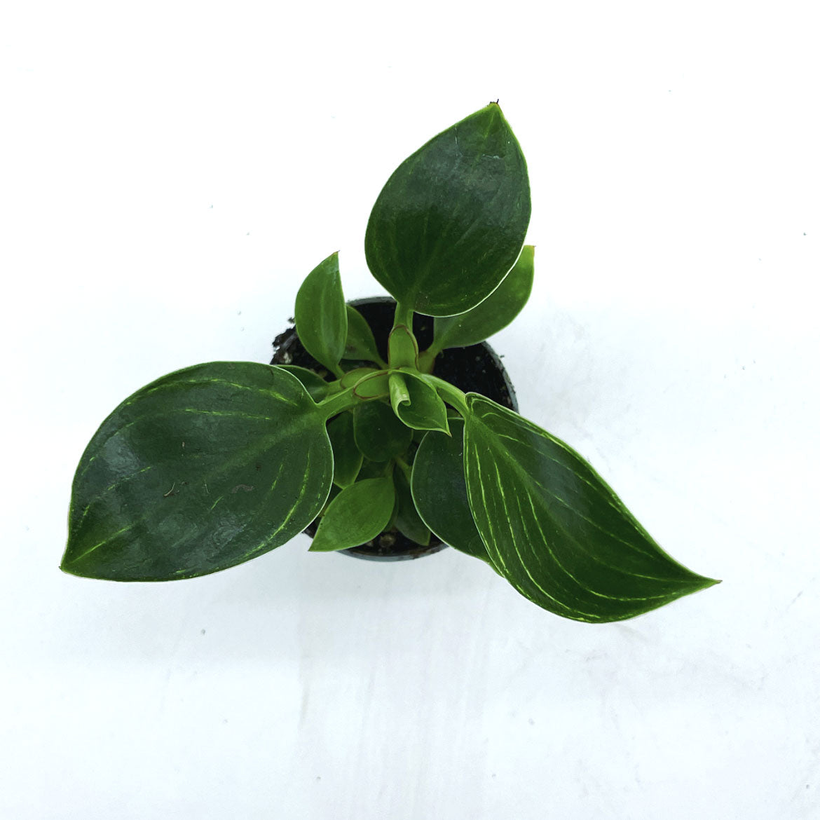 Philodendron sp. ‘Birkin‘ & ‘White Measure | Baumfreund
