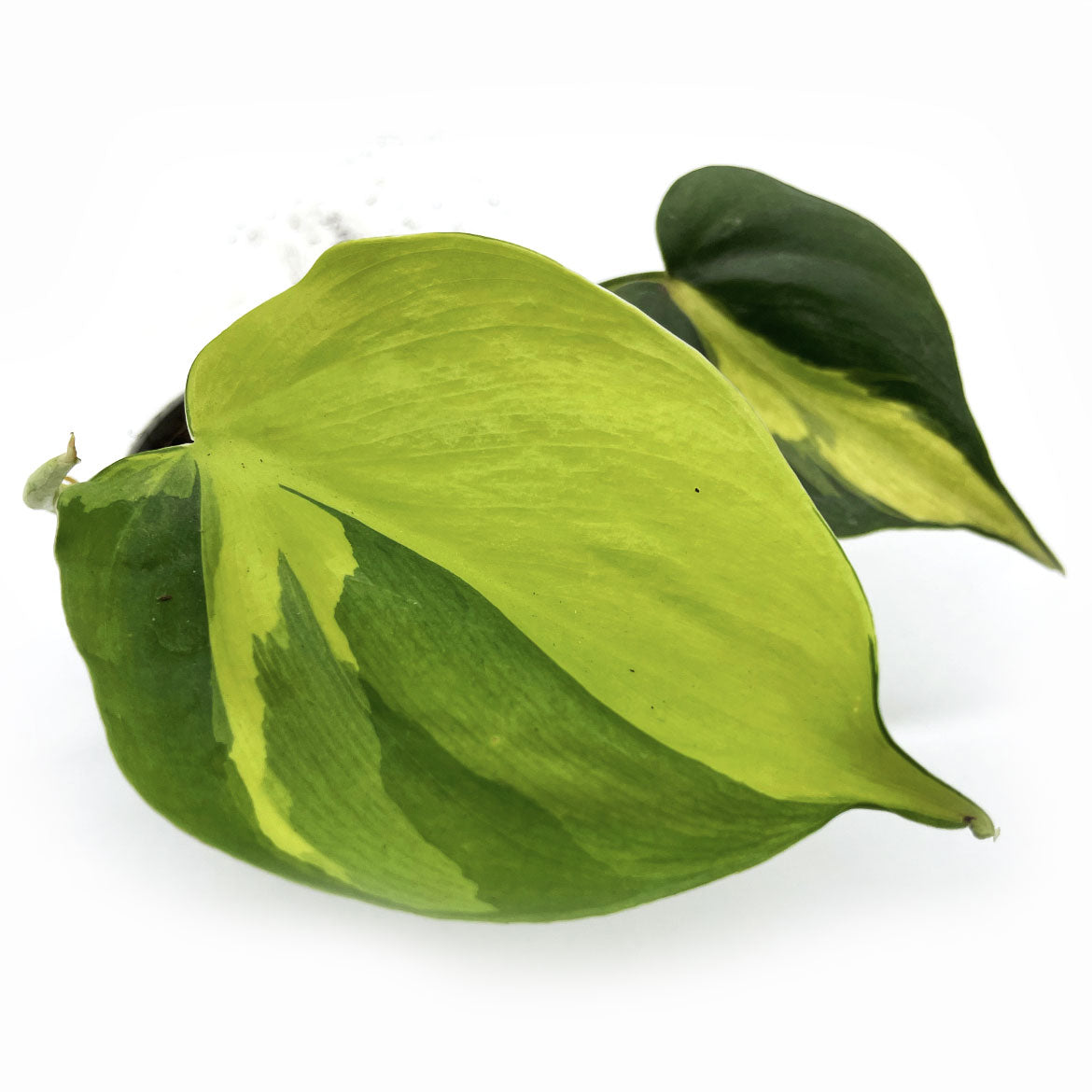 Philodendron hederaceum 'Brasil' | Philodendron scandens 'Brasil' | Kletterphilodendron