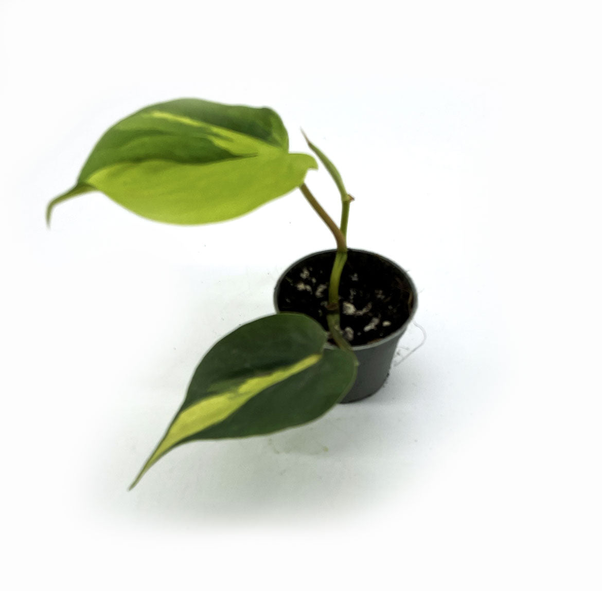 Philodendron hederaceum 'Brasil' | Philodendron scandens 'Brasil' | Kletterphilodendron