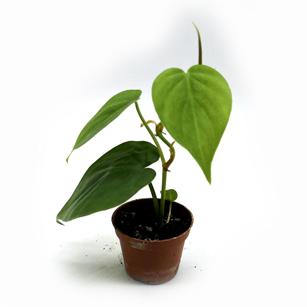 Philodendron hederaceum | Philodendron scandens | Kletterphilodendron | Herzblatt-Philodendron