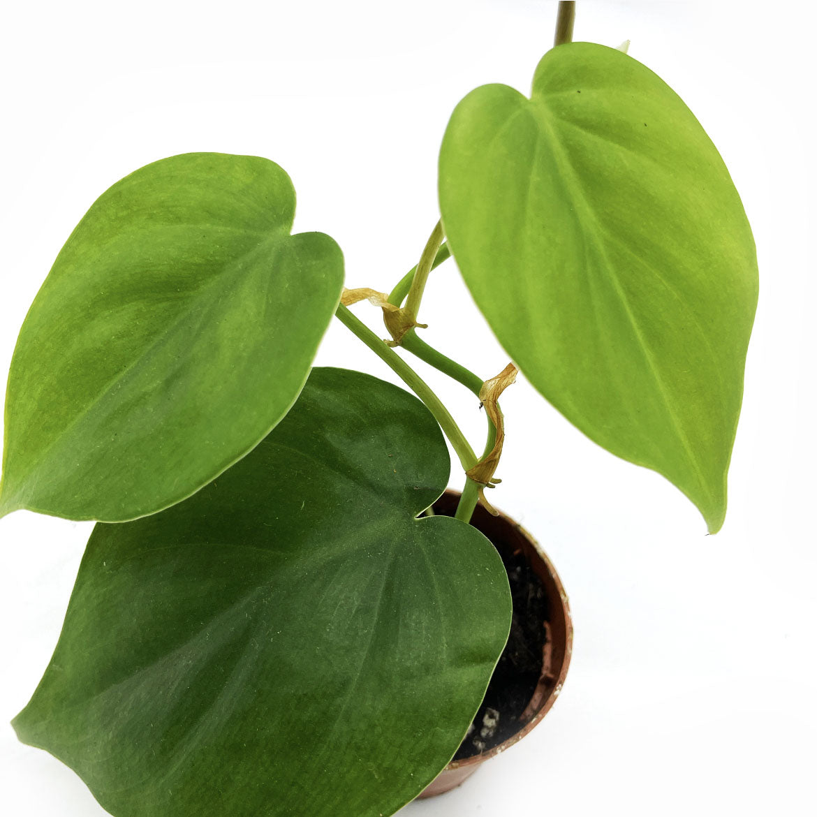 Philodendron hederaceum | Philodendron scandens | Kletterphilodendron | Herzblatt-Philodendron