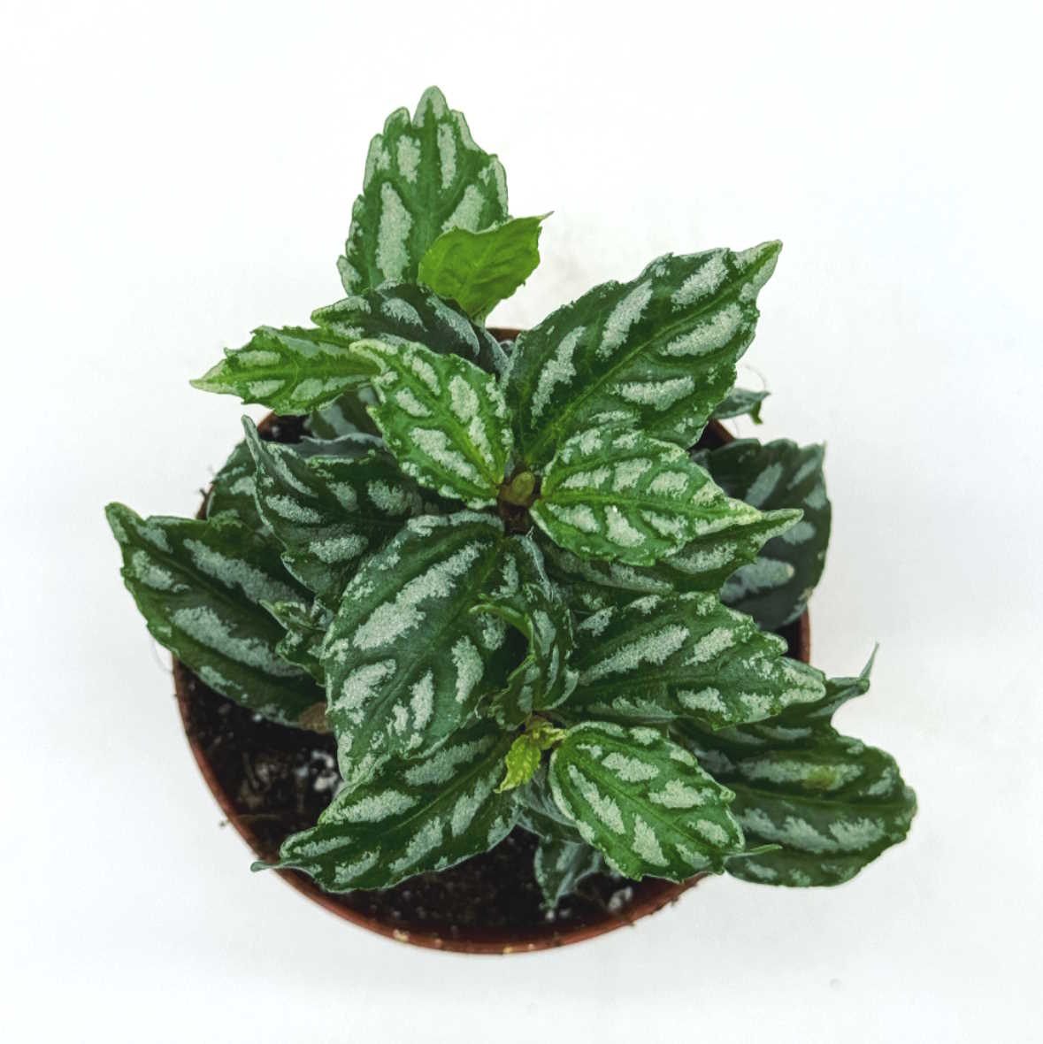 Pilea cadierei | Aluminiumpflanze| Vietnamesische Kanonierblume