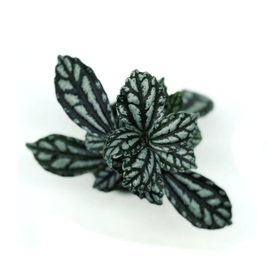 Pilea cadierei | Aluminiumpflanze| Vietnamesische Kanonierblume