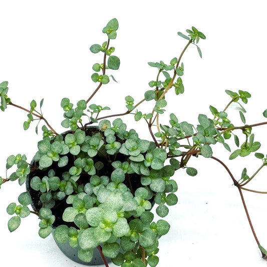 Pilea glaucophylla 'Greyzy' | Kanonierblume