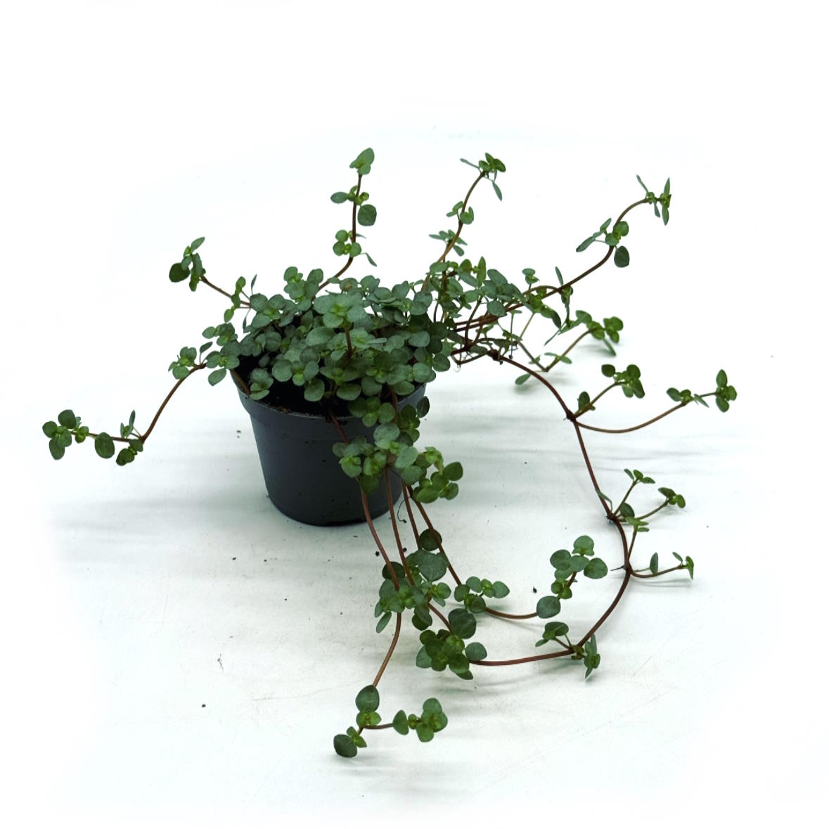 Pilea glaucophylla 'Greyzy' | Kanonierblume