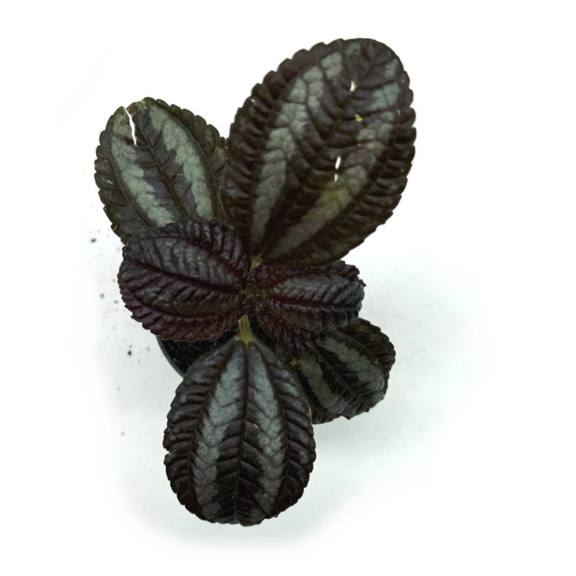 Pilea involucrata 'Norfolk' | Kanonierblume