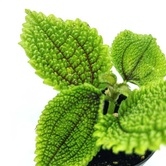 Pilea involucrata 'Moon Valley' | Nesselpflanze