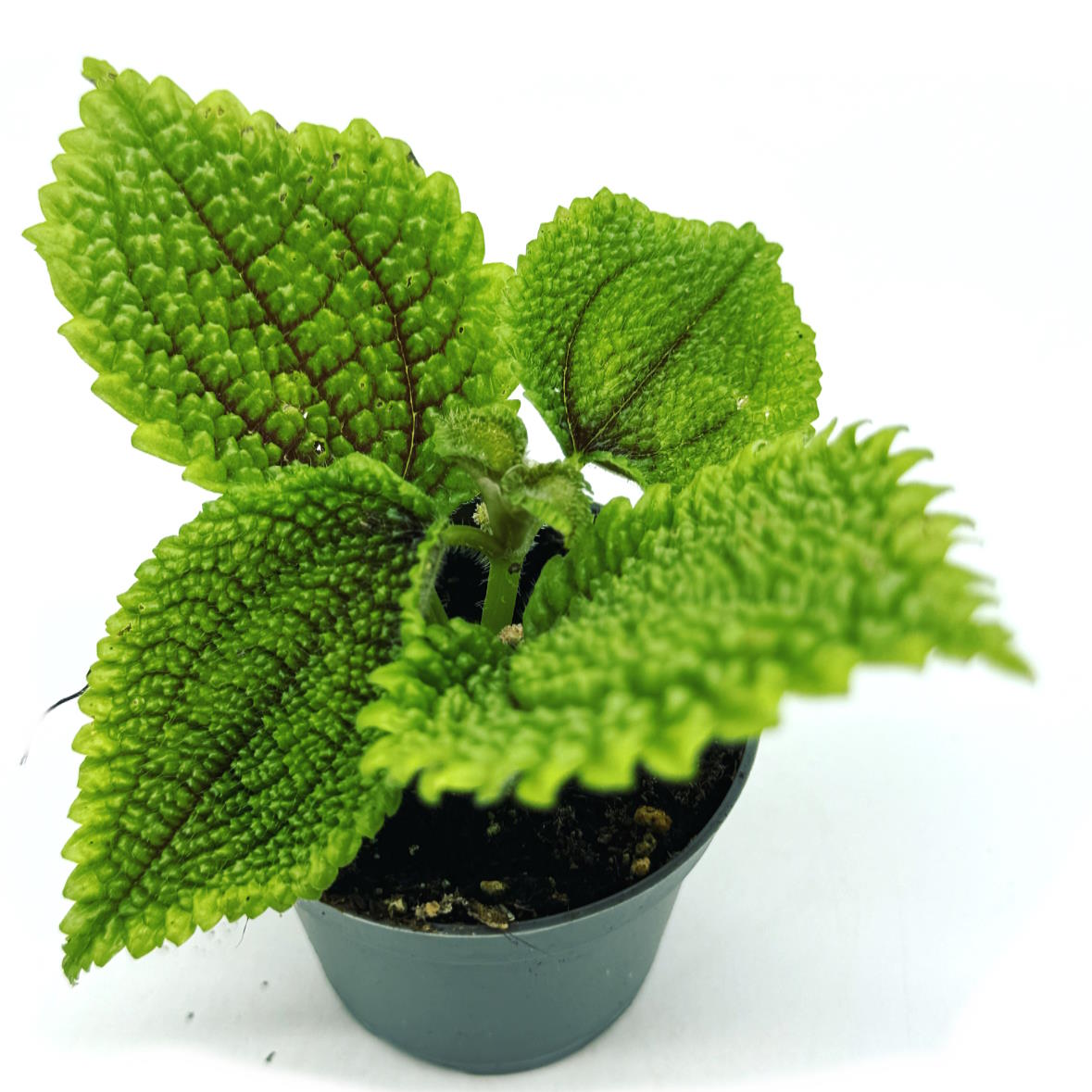 Pilea involucrata 'Moon Valley' | Nesselpflanze