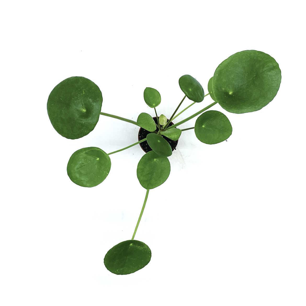 Pilea peperomioides | Glückstaler | ufo plant