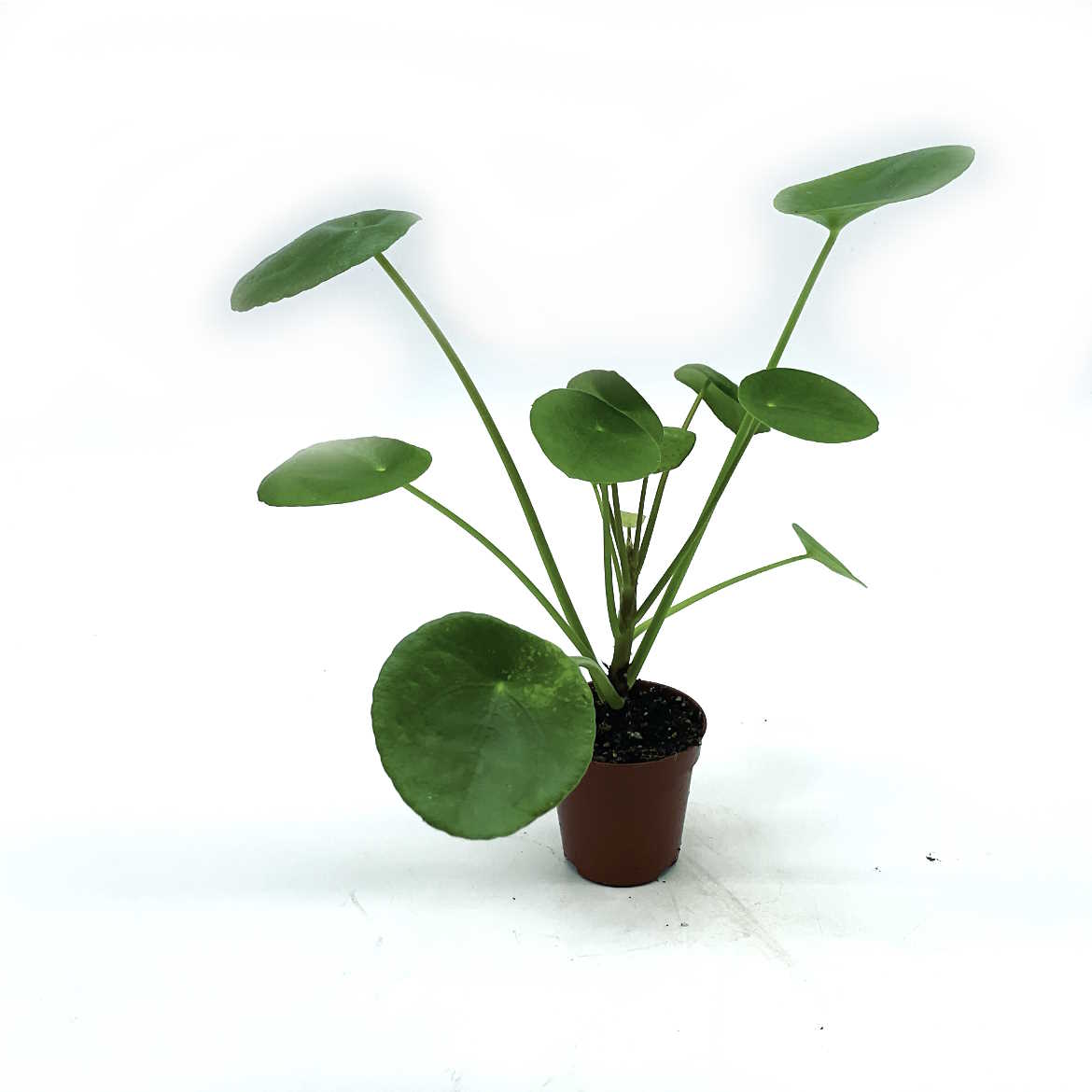 Pilea peperomioides | Glückstaler | ufo plant