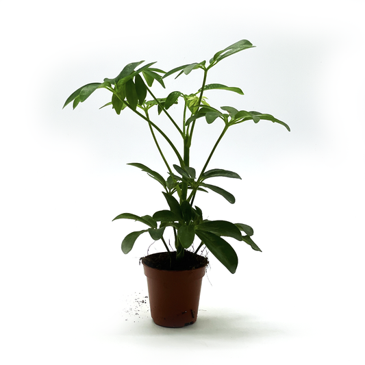 Schefflera arboricola | Strahlenaralie | Lackblatt