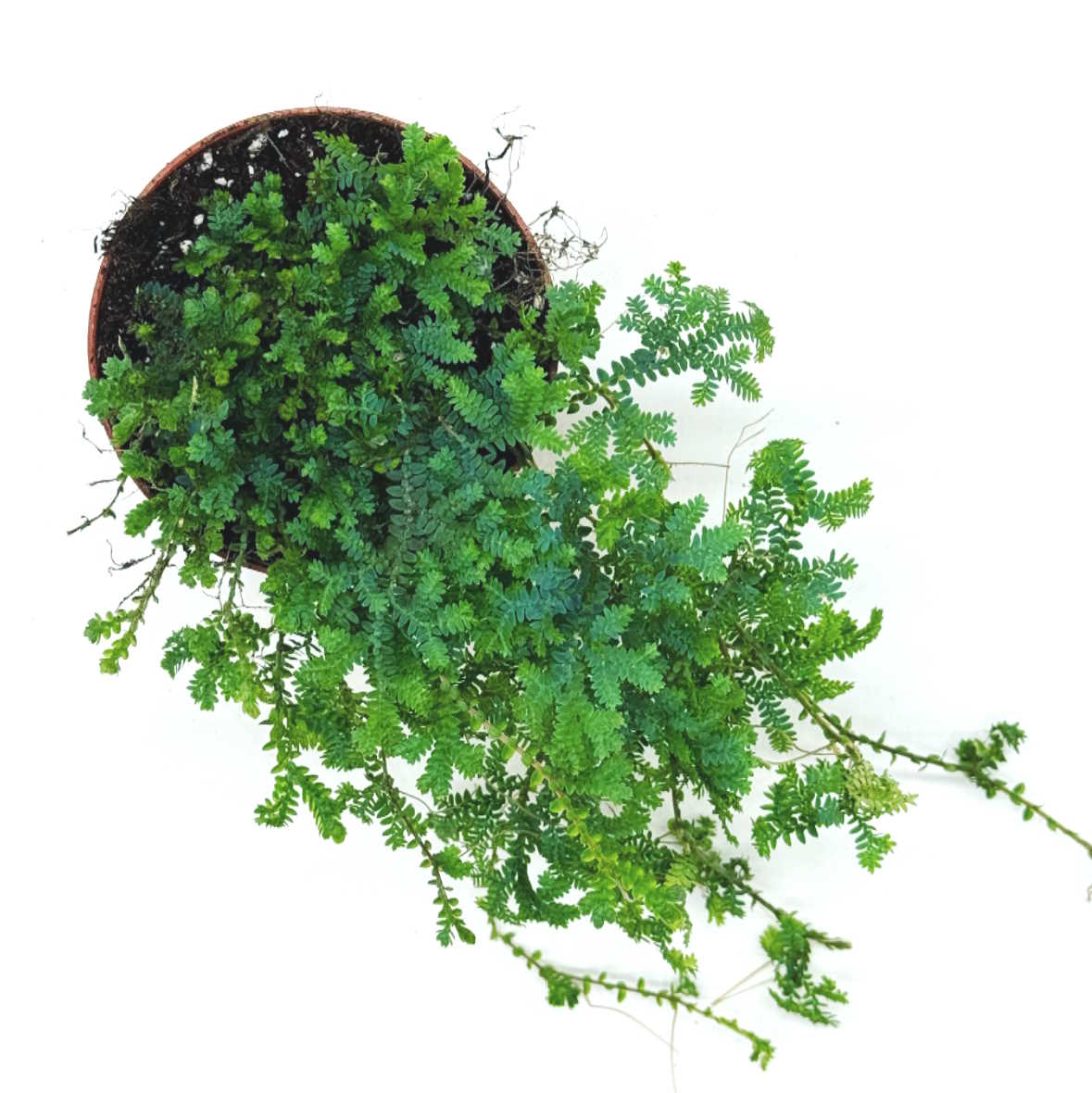 Selaginella uncinata | Moosfarn | spike moss | rainbow moss